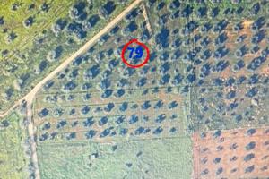 Terreno Contrada Zambardo San Vito dei Normanni