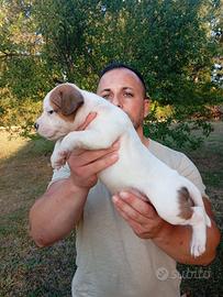 Cuccioli di Staffordshire bull terrier