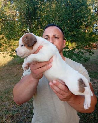 Cuccioli di Staffordshire bull terrier