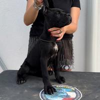 Cane corso cucciolo
