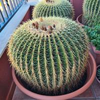 Kroenleinia grusonii (Cuscino della Suocera) 55cm