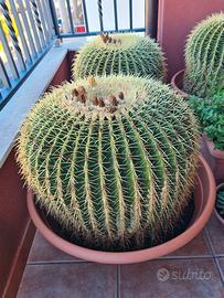 Kroenleinia grusonii (Cuscino della Suocera) 55cm