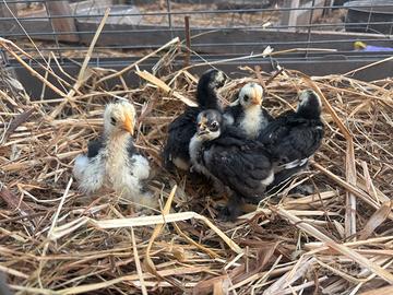 Pulcini dí cocincina nana