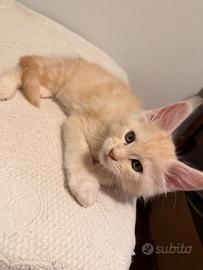 Cucciolo di Maine Coon