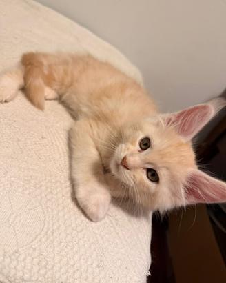 Cucciolo di Maine Coon