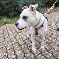 Amorosa cagnolona taglia media grande