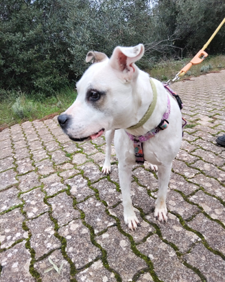 Amorosa cagnolona taglia media grande