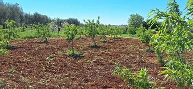 Terreno agricolo