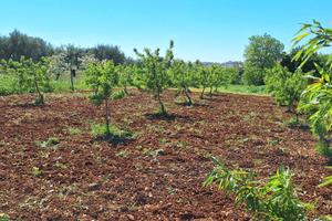 Terreno agricolo