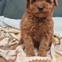 Cuccioli di barboncini toy