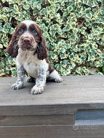 Springer Spaniel cuccioli