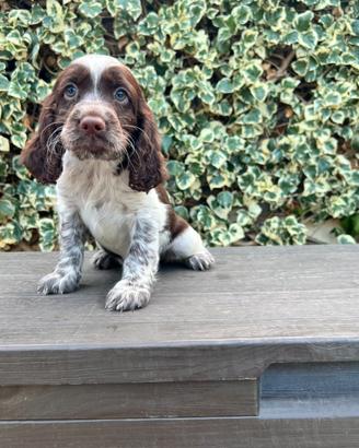 Springer Spaniel cuccioli