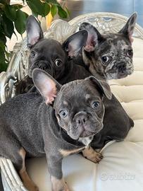 Bulldog francesi