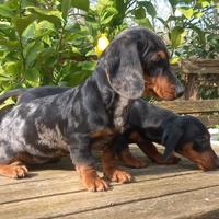 Bassotto tedesco kaninchen e nano
