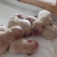 Cuccioli di labrador