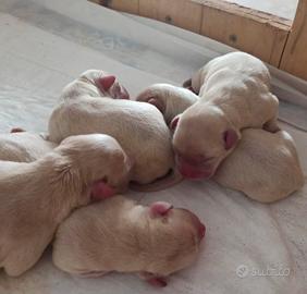 Cuccioli di labrador