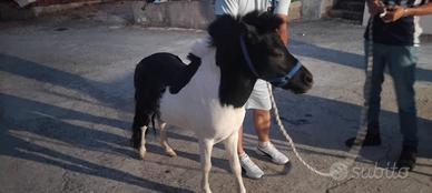 Pony maschio