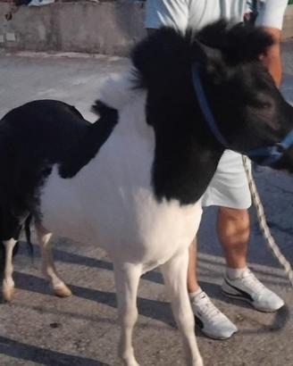 Pony maschio