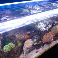 Acquario marino completo