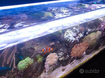 Acquario marino completo