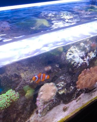 Acquario marino completo