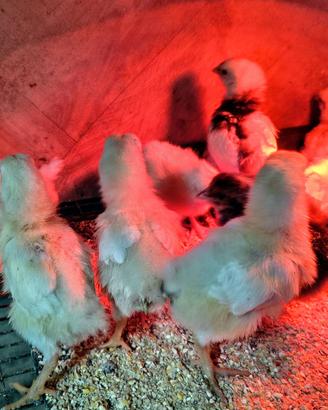 Pulcini ornamentali e ovaiole