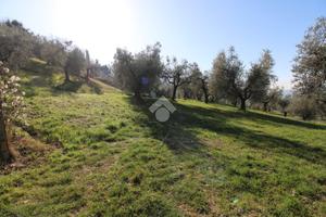 TER. AGRICOLO A POGGIO MIRTETO