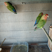 Inseparabili pronti alla cova