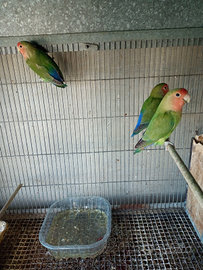 Inseparabili pronti alla cova