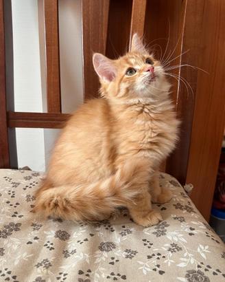 Gatta Siberiana Red