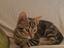 Immagine 4