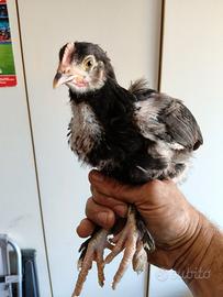 Galline ornamentali marans