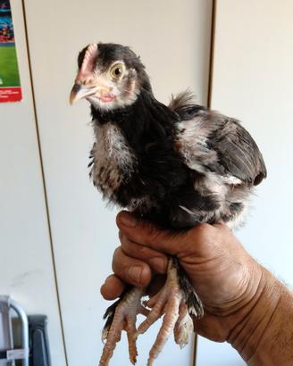 Galline ornamentali marans