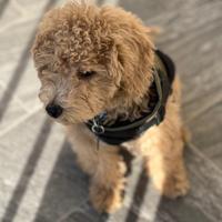 Barboncino nano 3 mesi (biscotto)