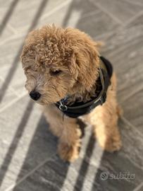 Barboncino nano 3 mesi (biscotto)