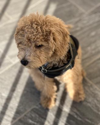 Barboncino nano 3 mesi (biscotto)