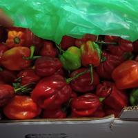 1 kg habanero 