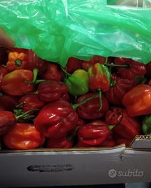 1 kg habanero 