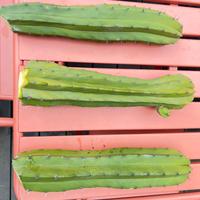 Polaskia chichipe cactus