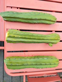 Polaskia chichipe cactus