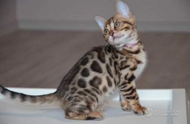 Cuccioli di bengala
