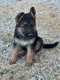 Cucciola pastore tedesco