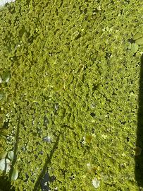 Azolla caroliana