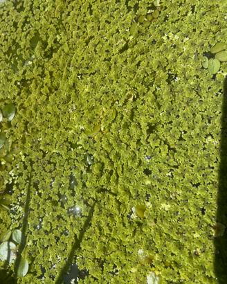 Azolla caroliana