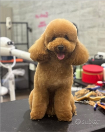 Disponibile per monta