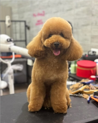 Disponibile per monta