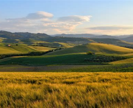 Cercasi Terreno Agricolo a Bologna