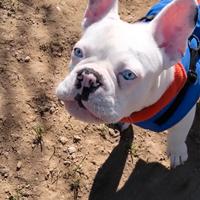 Vedo buldog francese albino