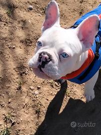 Vedo buldog francese albino