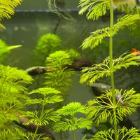 Piante a crescita rapida